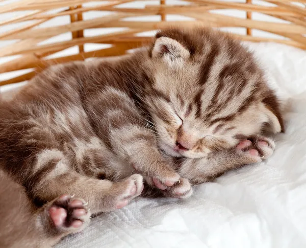 Funny sleeping baby cat kitten in wicker basket