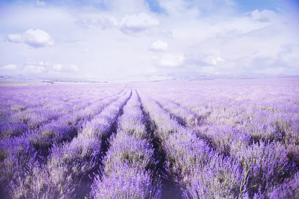 Fields of Lavender Against Blue Sky