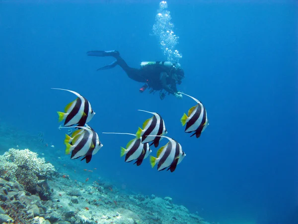 Diver with shoal of butterfyfishes