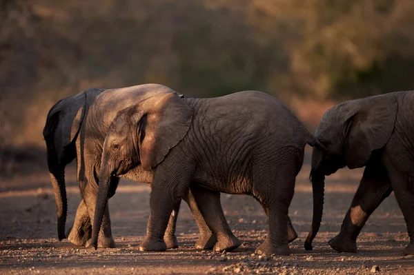 Three small baby african elephants crossing the road at dusk