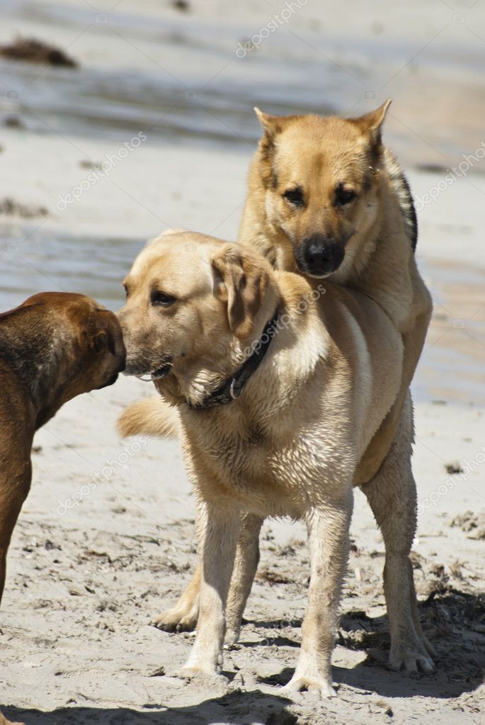 Two dogs mating. — Stock Photo © gandolfos #11888459