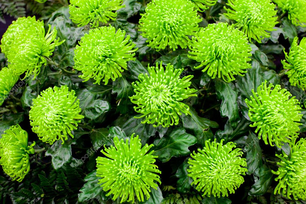 Green chrysanthemum — Stock Photo © antoninavincent 11223464