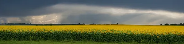 Storm over a field of sunflowers.