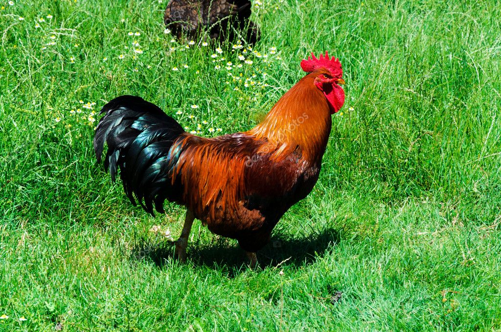 Photo Of A Cock 81