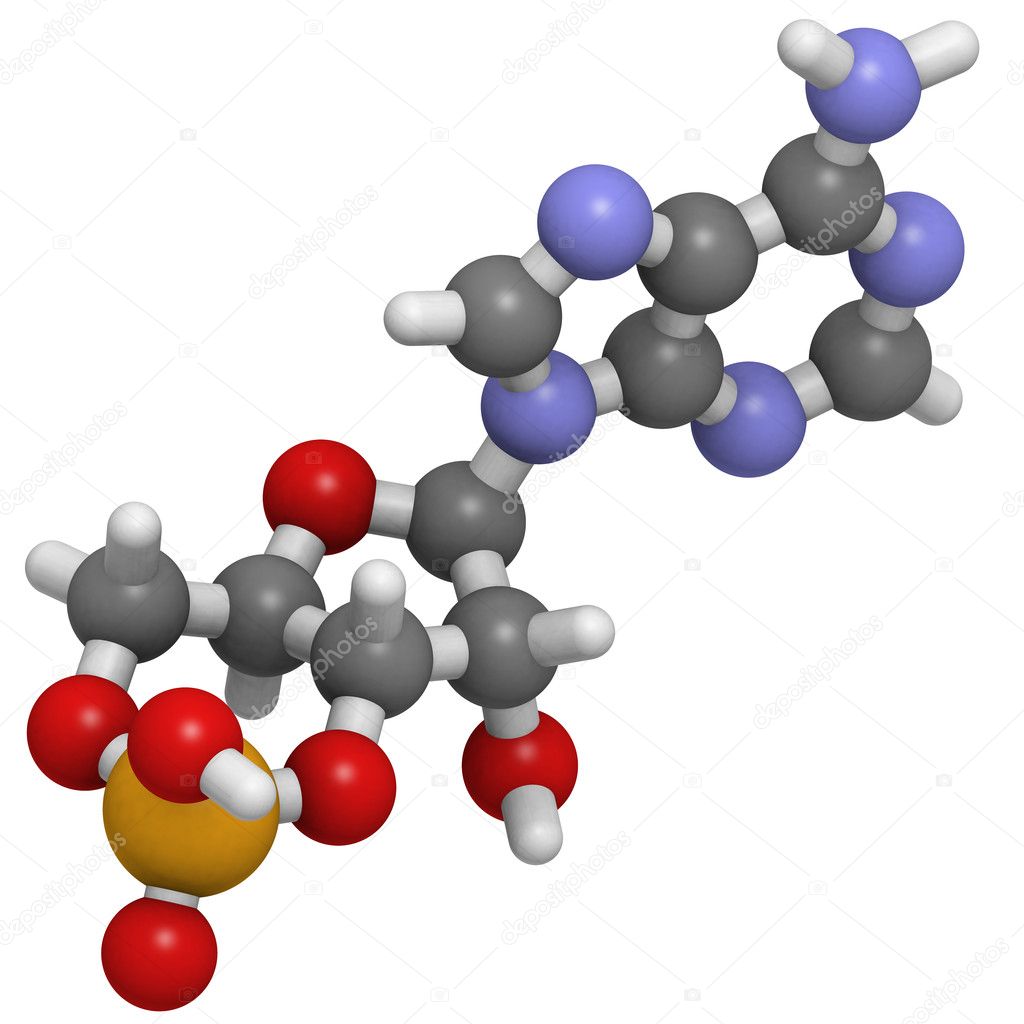 Adenosine Monophosphate Structure