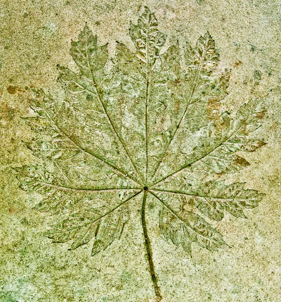 The Imprint of grape leaf on cement floor background