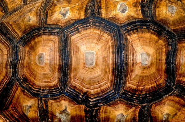 Close up view of the hexagonal texture of a turtle shell
