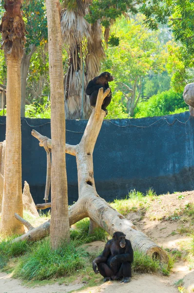 A chimpanzee is hanging on a tree