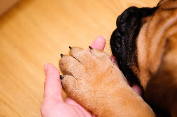 Bullmastiff puppy paw