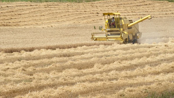 Harvester working in a wheat
