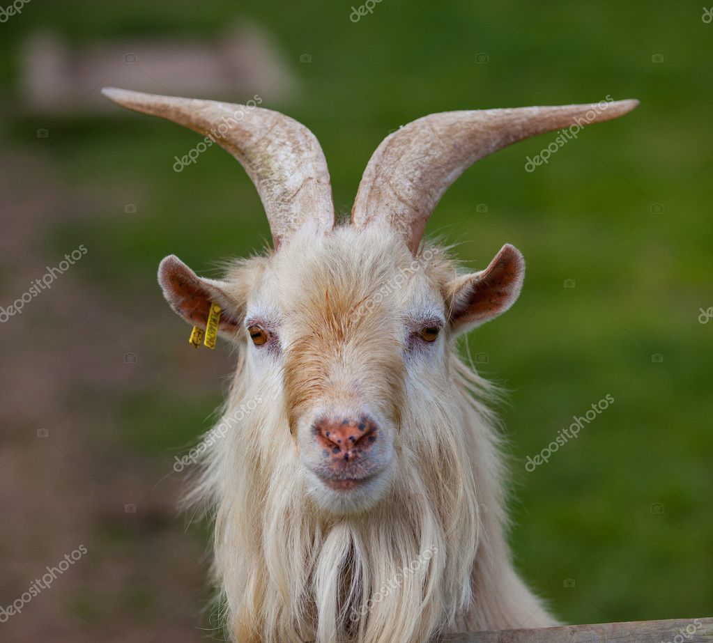 Funny Goat Head