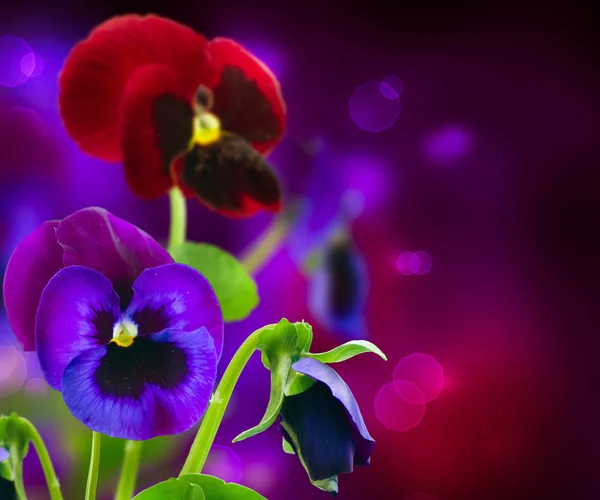 Spring Flowers Pansy over Black