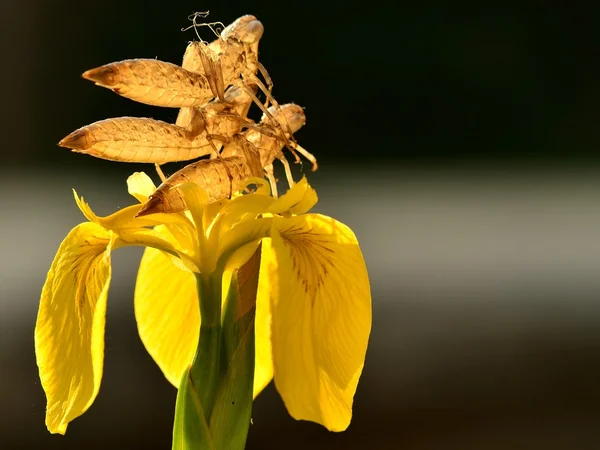 Skin of dragonfly on yellow flower