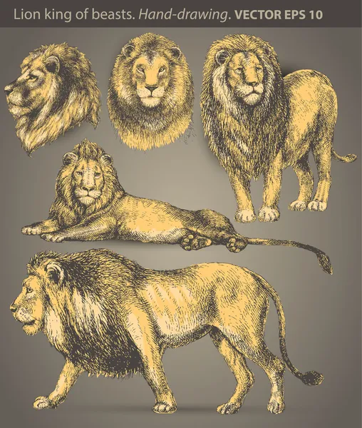 Set Lion. vector animal, wild cat, hand-drawn