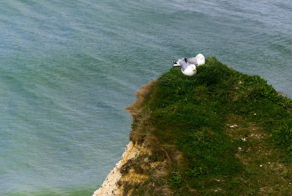 Two seagulls on the cliff over the sea
