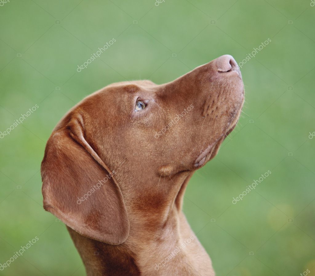 Vizsla Hound