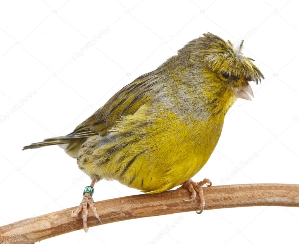 crested canary