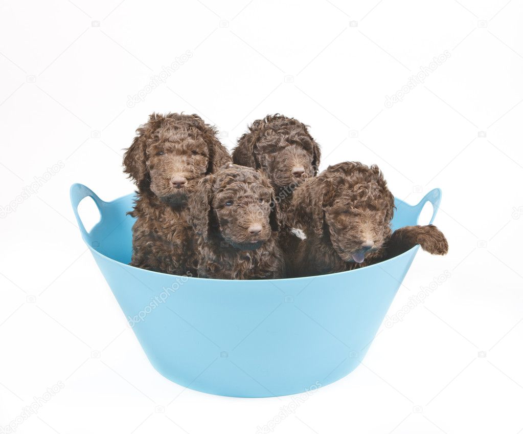 Blue Poodle Puppies