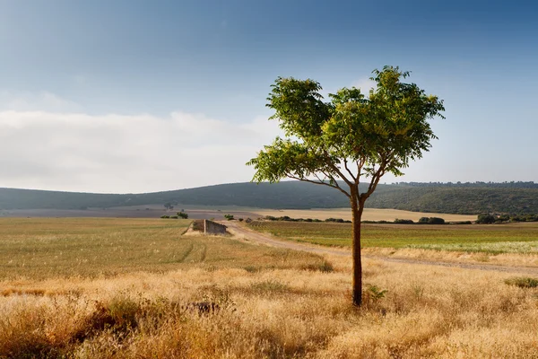 Trees On A Slope Of Mountain Stock Photo By Anzavru