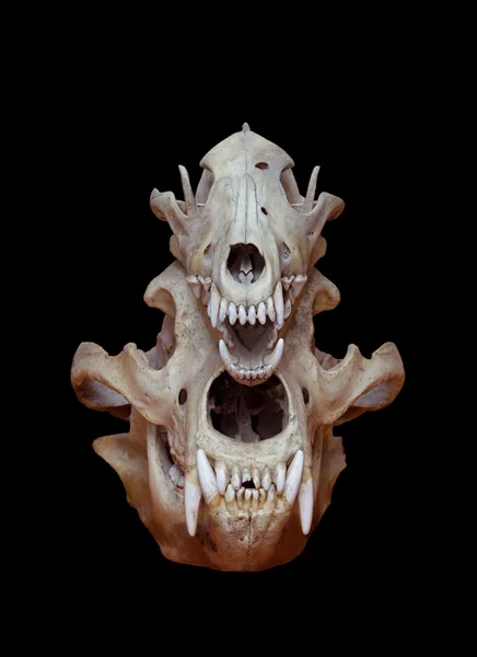 Skull of a bear and wolf