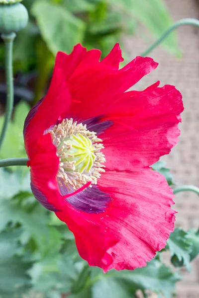 Pink and purple poppy flower