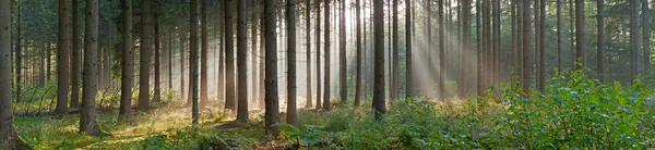 Panorama landscape of forest in the mist with sun rays.