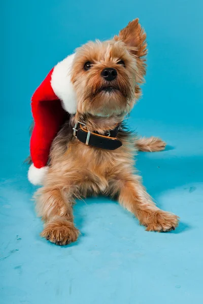 Cute Yorkshire terrier dog with christmas hat isolated on light blue background. Studio shot.