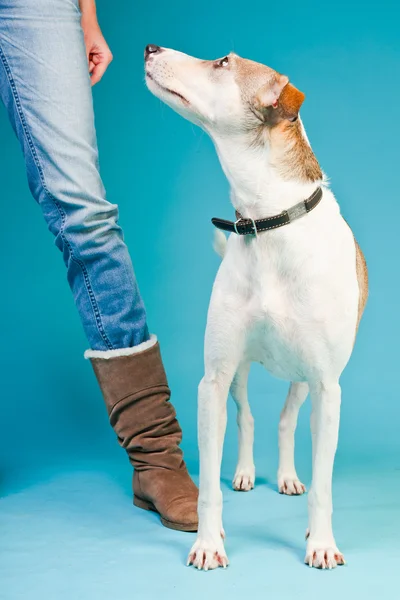 Mixed breed dog short hair brown and white standing next to legs of owner isolated on light blue background. Studio shot.