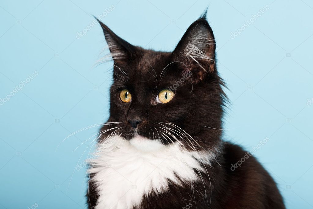 Cute maine coon kitten black and white isolated on light ...