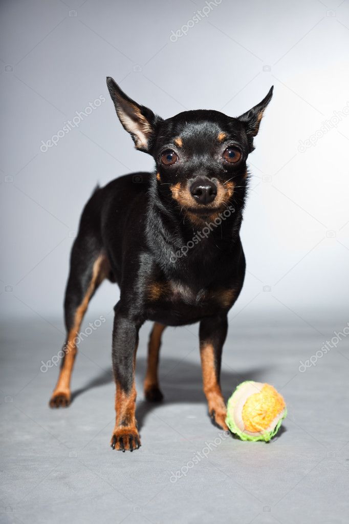 small black and brown and black and brown chihuahua isolated on grey background with small black and brown and black and brown chihuahua isolated on grey background with