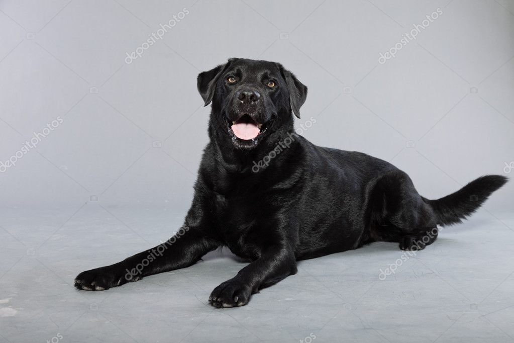 Black Labrador Eyes