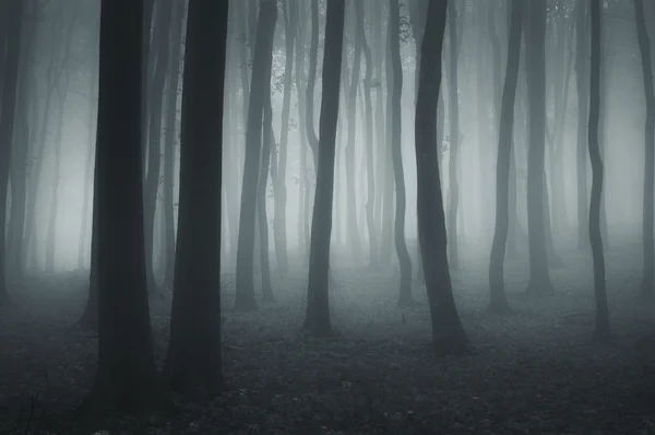 Dark forest with fog and cold light