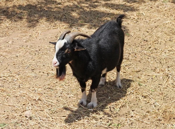 A closeup of black and white goat