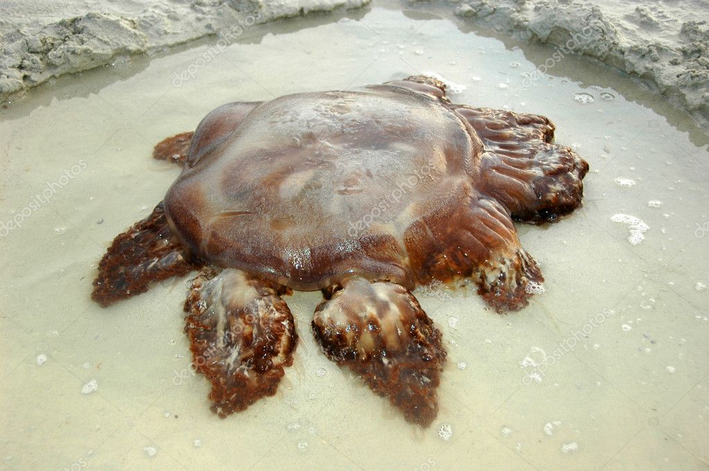 A Poisonous Jellyfish On The Beach Stock Photo HappyShot 11734101