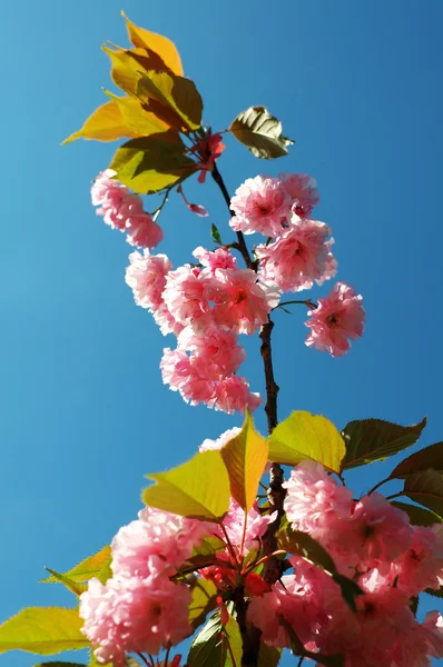 Flowering cherry tree