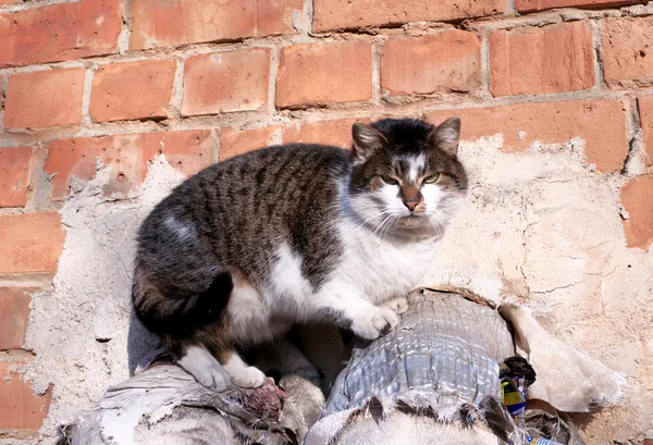 A cat basking in the district heating pipes