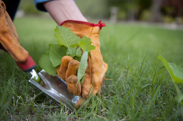 Work in garden pulling out weeds