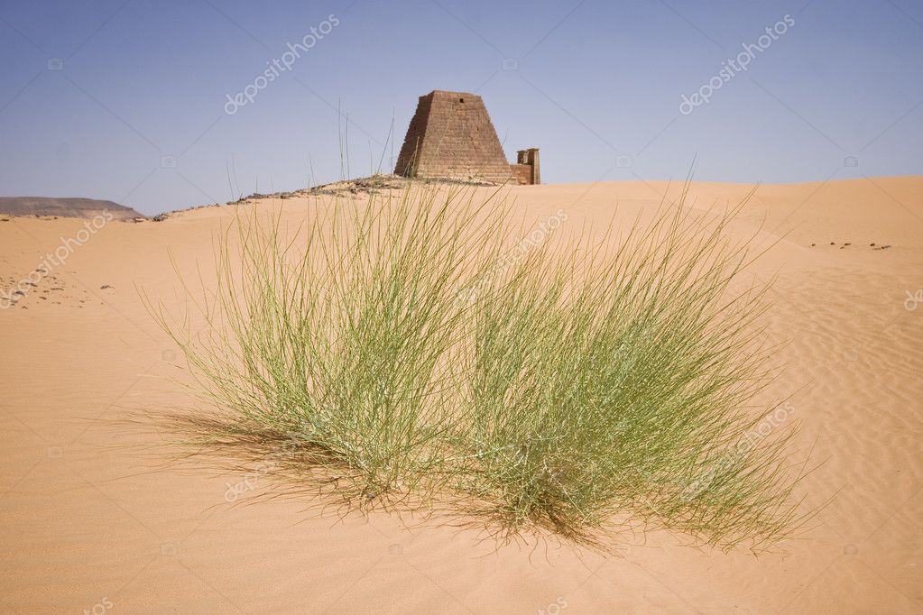 essays life desert essays life desert