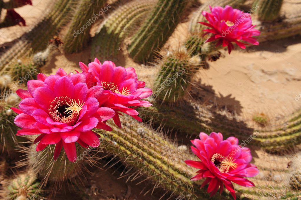 depositphotos_10737538-Cactus-flowers..j