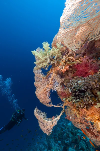Diver and giant sea fan in the Red Sea.