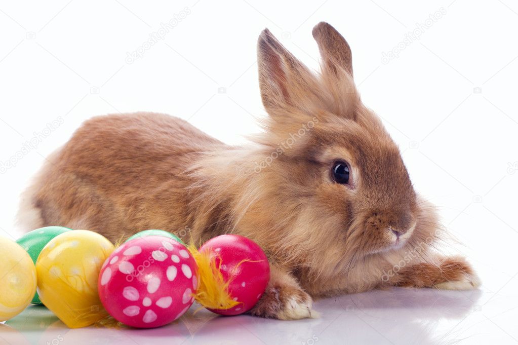 Cute bunny with easter eggs — Stock Photo © zaretskaya ...