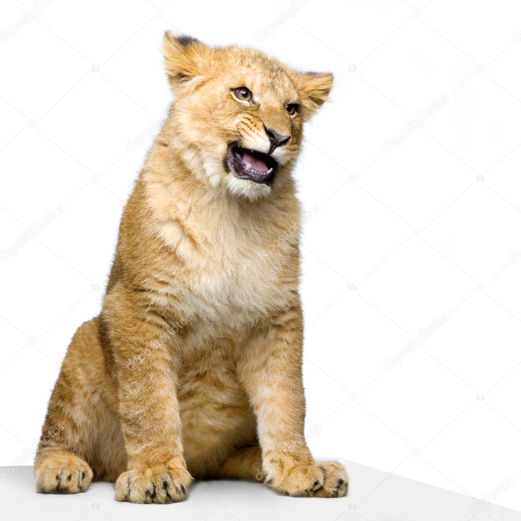 Lion Cub Sitting Stock Photo Lifeonwhite 10863485