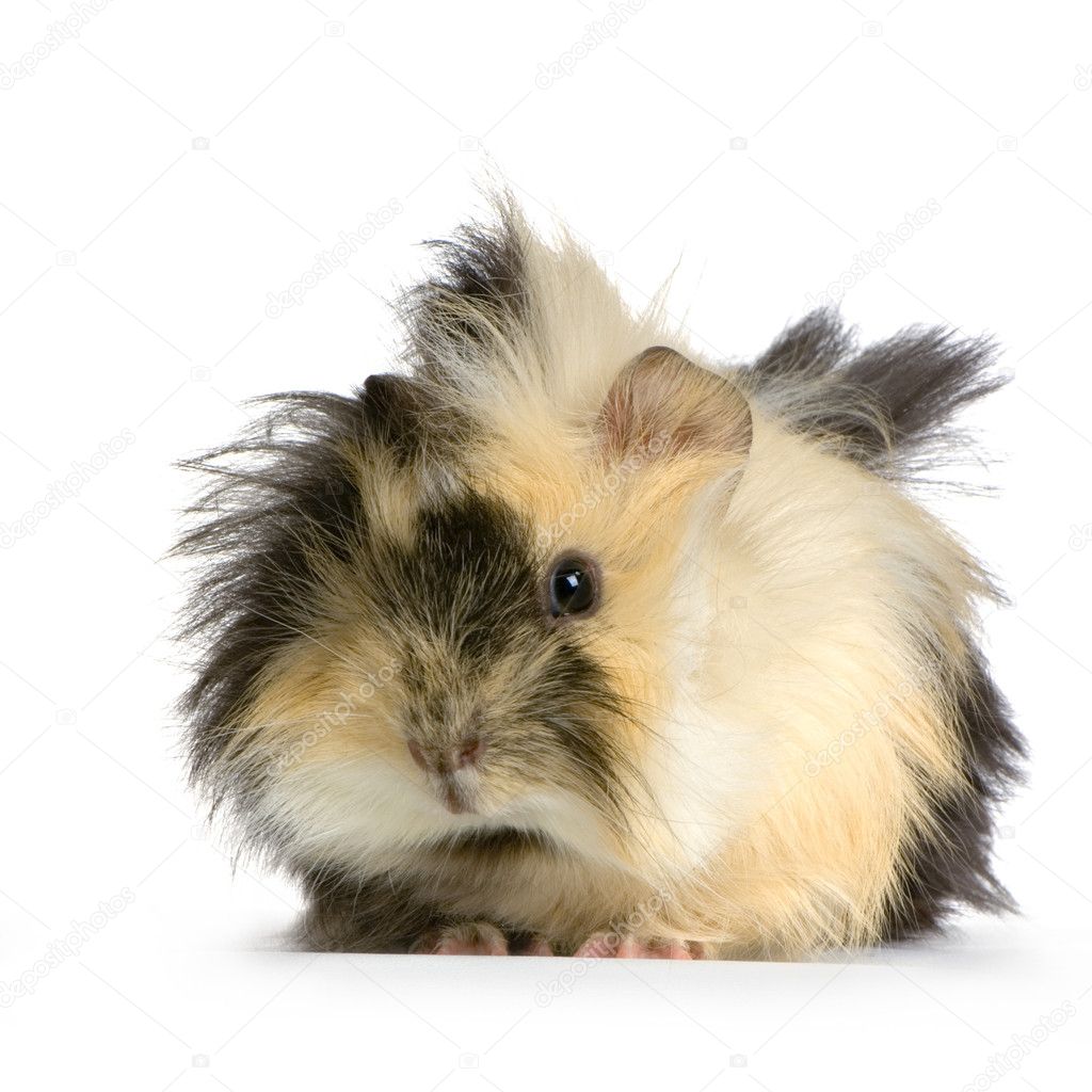 angora guinea pig