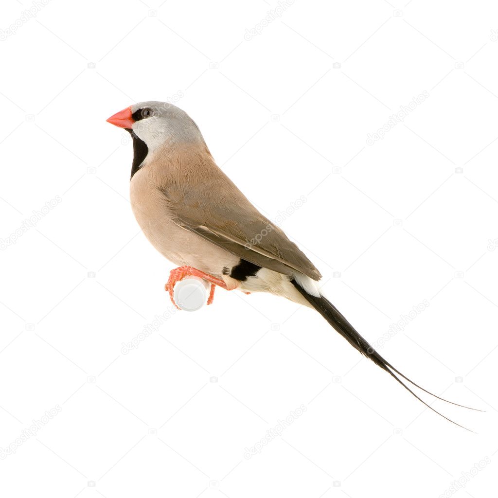 Diamant ˆ longue queue Poephila acuticauda — Fotografias de Stock