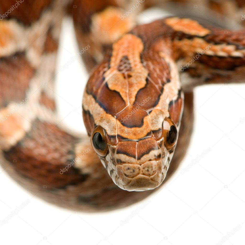 Corn Snake Stock Photo By Lifeonwhite