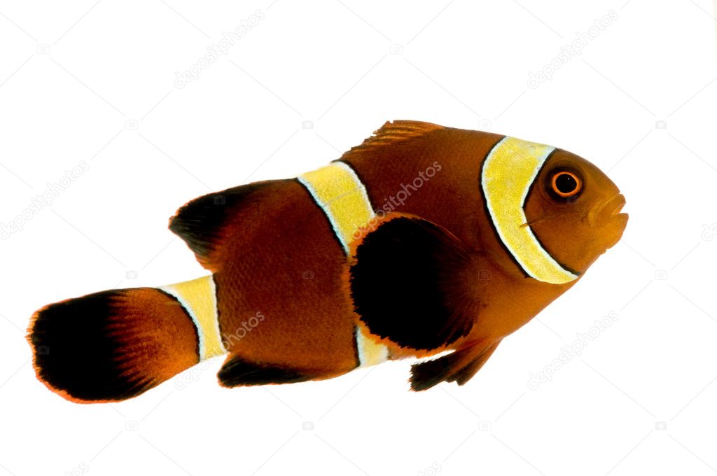 Gold Maroon Clownfish