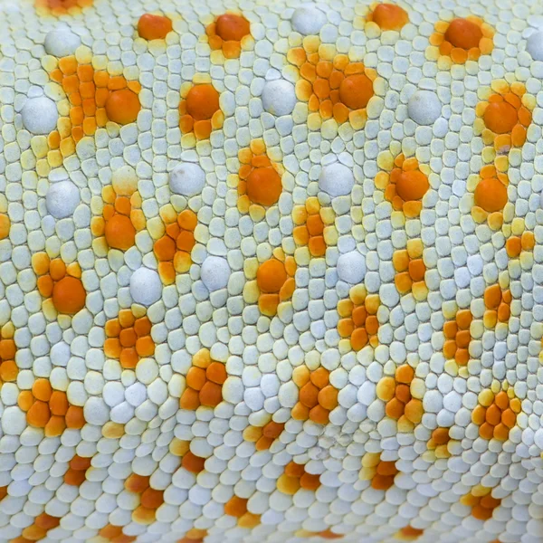 Close-up on a colorful reptile skin