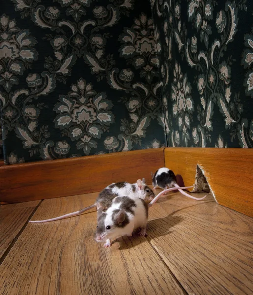 Group of mice walking in a luxury old-fashioned room