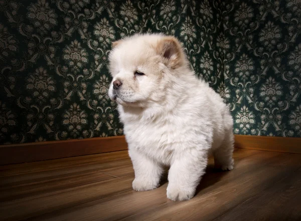 Puppy Chow-chow in a retro room