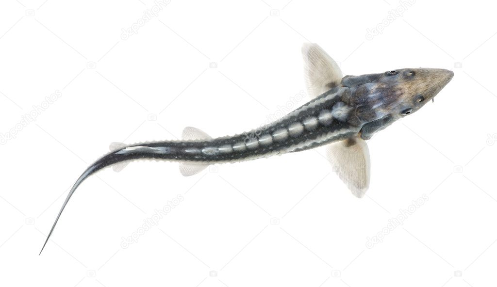 Diamond Sturgeon